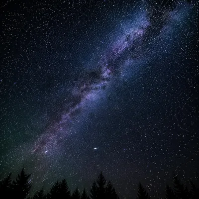 Milky Way Over Evergreen Night Sky