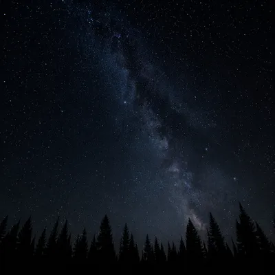 Milky Way Over Quiet Evergreen Forest