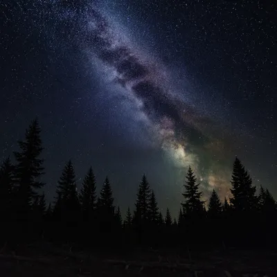 Milky Way Above Evergreen Silhouettes