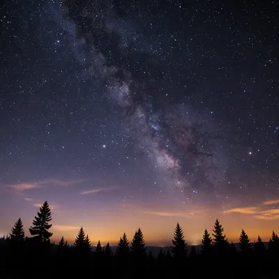 Milky Way Over Evergreen Forest