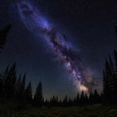 Milky Way Over Evergreen Forest Clearing