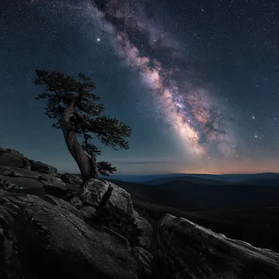 Evergreen Overlook Beneath the Milky Way