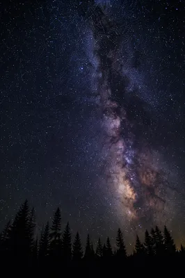Milky Way Over Evergreen Forest Silhouette