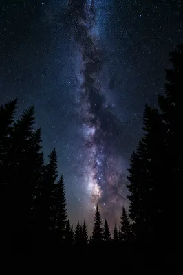 Milky Way Over Evergreen Forest Silhouette