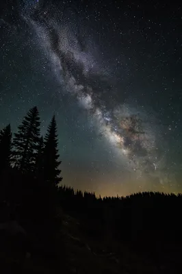Milky Way Over Quiet Evergreen Forest