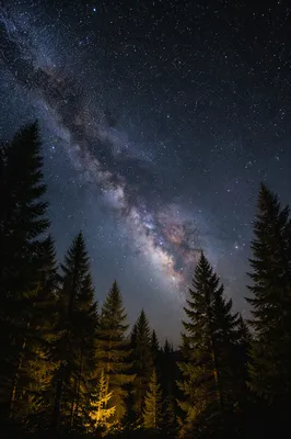 Milky Way Over Quiet Evergreen Forest