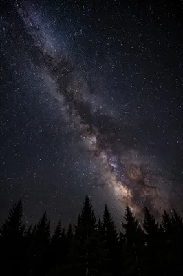 Milky Way Over Evergreen Forest