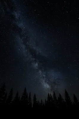 Milky Way Above Silent Evergreen Forest
