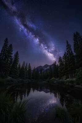 Milky Way Over Evergreen Forest Pond