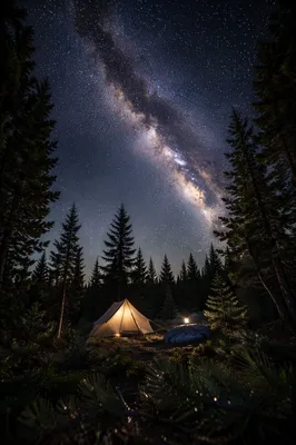 Milky Way Above Evergreen Forest Camp