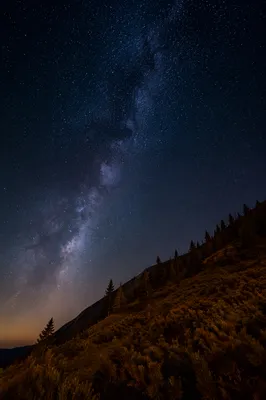 Starry Milky Way Above Evergreen Hillside