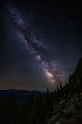 Milky Way Over Evergreen Forest Night