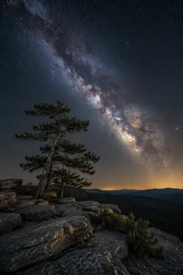 Evergreen Pine Beneath the Milky Way
