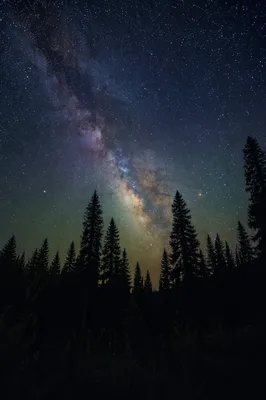 Milky Way Over Evergreen Forest Silhouettes