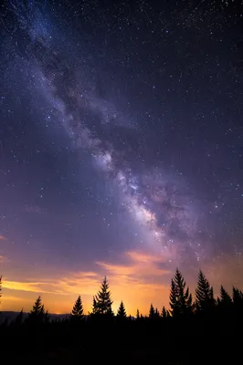 Milky Way Over Evergreen Forest