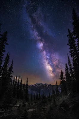 Milky Way Over Evergreen Forest Clearing