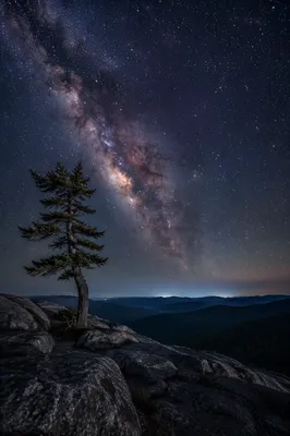 Evergreen Beneath the Milky Way