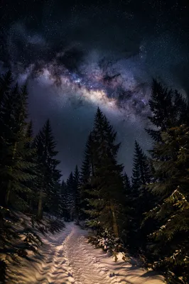 Milky Way Over Snowy Evergreen Path
