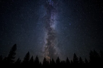 Milky Way Above Evergreen Forest