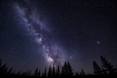 Milky Way Over Evergreen Silhouette