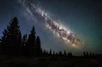 Milky Way Above Quiet Evergreen Forest
