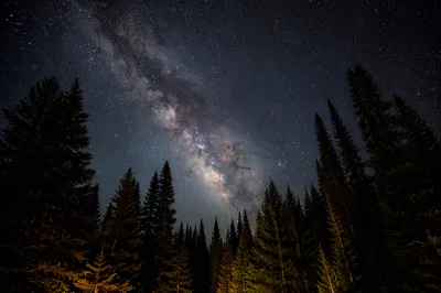 Milky Way Above Quiet Evergreen Forest