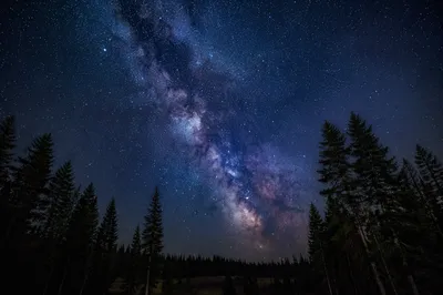 Milky Way Over Quiet Evergreen Forest