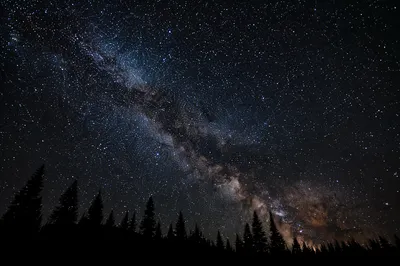 Milky Way Over Evergreen Forest