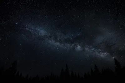 Milky Way Over Evergreen Forest