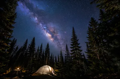 Milky Way Over Evergreen Forest Camp