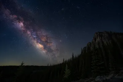 Milky Way Over Evergreen Forest Night