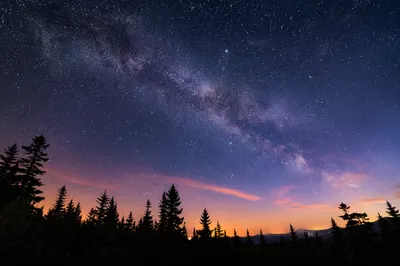 Milky Way Over Quiet Evergreen Forest