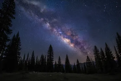 Milky Way Over Evergreen Forest