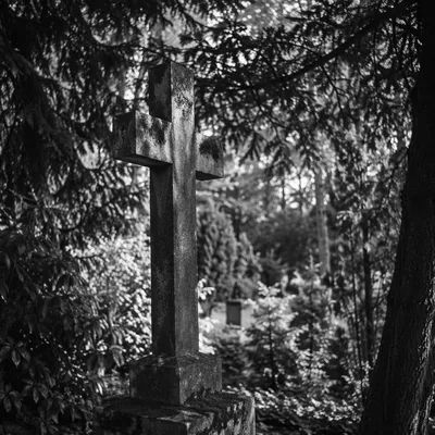 Weathered Stone Cross Beneath Evergreen Canopy