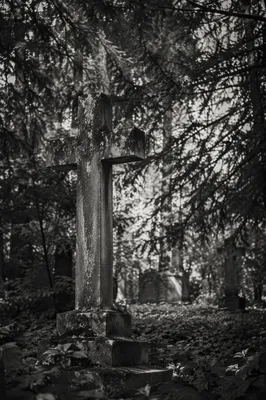 Weathered Stone Cross Beneath Evergreen Canopy