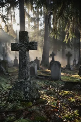 Weathered Stone Cross Among Evergreen Pines