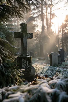 Weathered Stone Cross Among Evergreen Pines