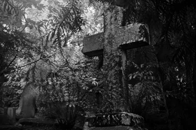 Weathered Stone Cross Beneath Evergreen Canopy