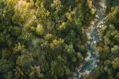 Sunlit Evergreen Canopy With Winding River