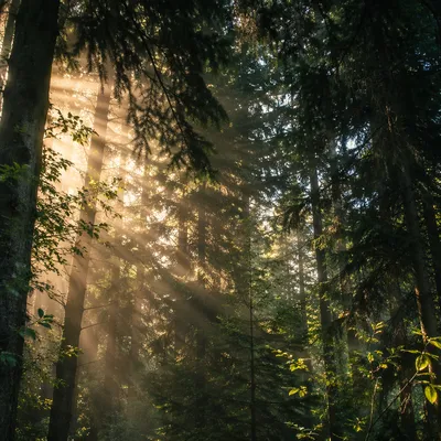 Morning Sunbeams Through Evergreen Forest Canopy