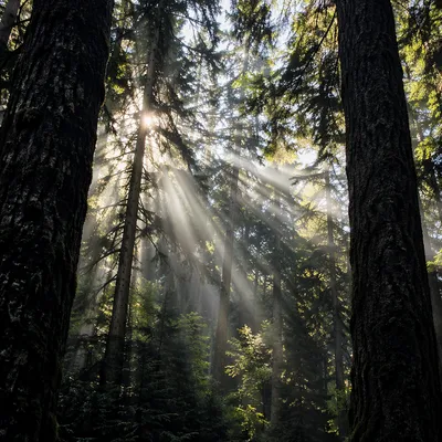 Morning Sunbeams Through Evergreen Forest Canopy