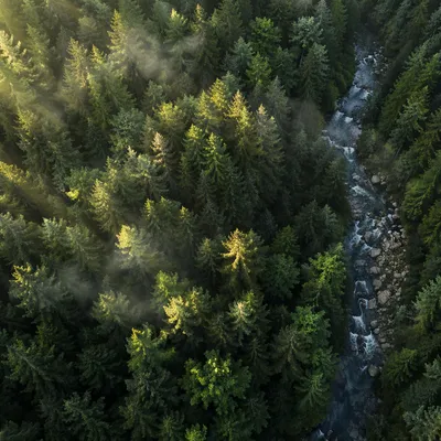 Sunlit Evergreen Canopy with Winding River