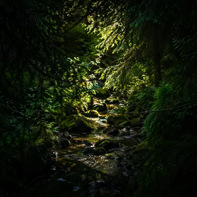 Sunlit Stream in Evergreen Forest