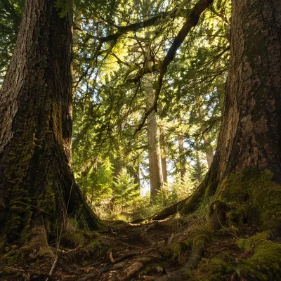Sunlight Through Ancient Evergreen Forest Canopy