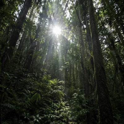 Sunlit Evergreen Forest Canopy with Sacred Rays