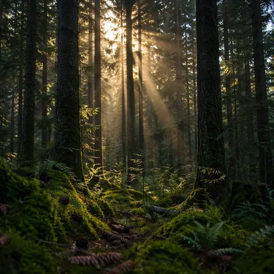Sunlight Through Evergreen Forest Canopy