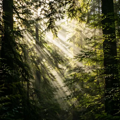 Morning Sunlight Through Evergreen Forest Canopy