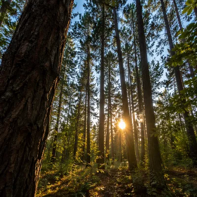 Golden Sunlight Through Evergreen Forest Canopy