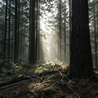 Sunlight Through Quiet Evergreen Forest Path