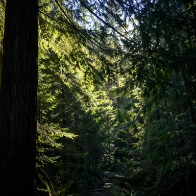 Morning Sunlight Through Evergreen Forest Canopy